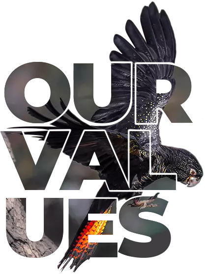 Go Up AE - What We Do