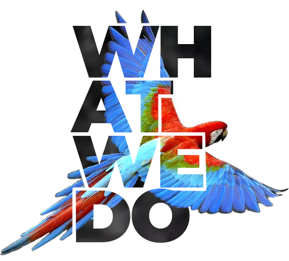 Go Up AE - What We Do